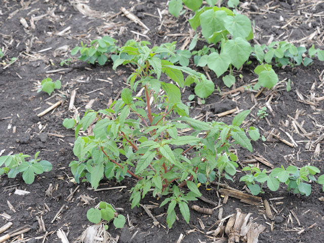 Controlling weeds like these glyphosate-resistant waterhemp plants will require more diverse herbicide tank mixtures, rather than annual herbicide rotation, according to a new study. (DTN photo by Pamela Smith)